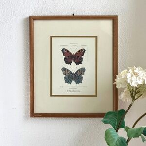 Antique Framed Natural History Print Gold Mat Cottagecore Botanical Wall Art